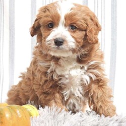 Cooper/Cavapoo									Puppy/Male	/8 Weeks,Cooper , a beautiful little Cavapoo who is just waiting to meet you in person and charm you with his soft wavy furry coat and his stunning cavalier face ! Cooper will make a great companion and we are expecting him to stay in the 12 – 15 pound range with his 7 pound dad and 12 pound mom. 