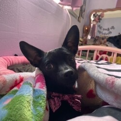Adopt a dog:Kiki/Dachshund/Female/Young,Kiki is a small breed dachshund terrier mix she is one years old.