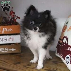 Oreo/Pomeranian									Puppy/Male	/13 Weeks,Oreo is a beautiful black and white male pomeranian.  Very playful and has a great temperament.  Mom and dad are on premises.  Oreo would be a great addition to any family.
