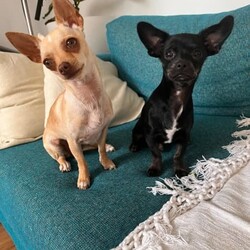 Female pure chihuahua/Chihuahua (Smooth Coat)/Female/Younger Than Six Months,We have 1female (brown) chihuahua who were born at home on Friday 18/08She is ready to go to her new home.Got her first vaccine and is also microchipWe are giving them the worming vitamins every 2 weeks since when she were bornMum and daddy in the last picWe live in Surfers ParadiseNote. Black one already got a new family