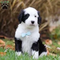 Asher/Sheepadoodle									Puppy/Male	/6 Weeks,Meet your dream puppy, Asher! The most adorable Standard Sheepadoodle with the sweetest personality and friendly temperament. He will arrive at his new home up to date on all vaccinations and will be vet checked from head to tail. He will be the happy, healthy puppy you have always dreamed of adopting. He loves to go on a walk for his daily routine exercise. A cutie like him has to stay healthy, and besides you’ll look great next to him! Trust us, you won’t regret picking him. He tries to stay out of trouble but with that cute little face and those darling puppy dog eyes he gets away with a few things here and there, because who can say no to that face?:)