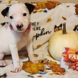Adopt a dog:me/Labrador Retriever/Female/Baby,ADOPT ME ONLINE: https://ophrescue.org/dogs/13097

Hi! My name is Faith and I came to OPH with my mom and 11 siblings on 10/27/2023!

My birthday is 10/1/2023 and I'm guessed to be a Lab mix! I am one of three girls in the Thankful Litter and currently weigh about 4.5lbs. The puppy calculator says when I'm full grown I'll probably be between 41 and 64lbs

I enjoy laptime as well as the next pup and give lots of puppy kisses! I'll be available to go home with my new family as early as 11/27 so apply to adopt me today!

I am just a baby and my adopters should be respectful of my small size and puppy needs, such as not being left alone for more than 4 hours at a time, and to teach me proper manners with play, potty, leash walking and crating. In return, I promise to try really hard to make you proud and to give lots of puppy kisses!

Please note that because this puppy is so young, it has only received 2 of the required 3 puppy distemper vaccinations. This is very IMPORTANT because it means that the immune system will not be fully functioning until about 16 weeks of age. Until then, the puppy MUST stay out of public places where it could be exposed to the germs of other dogs. These no puppy zones include all pet stores, dog parks, and for apartment dwellers, areas used by other dogs. These requirements are strictly for the puppys medical safety and longevity.
To adopt fill out the simple online application at https://ophrescue.org 
Operation Paws for Homes, Inc. (OPH) rescues dogs and cats of all breeds and ages from high-kill shelters in NC, VA, MD, and SC, reducing the numbers being euthanized. With limited resources, the shelters are forced to put down 50-90% of the animals that come in the front door. OPH provides pet adoption services to families located in VA, DC, MD, PA and neighboring states. OPH is a 501(c)(3) organization and is 100% donor funded. OPH does not operate a shelter or have a physical location. We rely on foster families who open their homes to give love and attention to each pet before finding a forever home.All adult dogs, cats, and kittens are altered prior to adoption. Puppies too young to be altered at the time of adoption must be brought to our partner vet in Ashland, VA for spay or neuter paid for by Operation Paws for Homes by 6 months of age. Adopters may choose to have the procedure done at their own vet before 6 months of age and be reimbursed the amount that the rescue would pay our partner vet in Ashland.