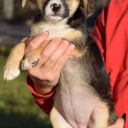 Adopt a dog:me/Beagle/Female/Baby,LOOKING FOR THE ADOPTION APPLICATION FORM? 

Please visit our website at: www.LHAR.dog 

If application is approved, pup will be held for you to meet/adopt within a few days of approval (week of 11/19) 

Location: Jefferson MD 

Age approx. 8 weeks as of 11/16

Adoption donation for this pup is $200 plus a $100.00 spay/neuter deposit. Adopter will agree to take the pup to vet of their choice for spay/neuter procedure. Once complete we ask for the documentation to be sent back to LHAR and we will issue a $100.00 deposit refund check to adopter.

This includes: Age appropriate vaccines and dewormings, 

Size: Small to Medium when full grown

Breed: Beagle mix is best guess? 

Please note our requirements to adopt
 1. Fill out our online application at: Www.LHAR.dog
 2. We require all current pets in the household to be up to date on shots and be spayed/neutered. Veterinary references will be contacted. 
3. We require that someone be in the home/work from home half of the work day throughout the work week. It is not healthy for a puppy to be crated and left alone for 5 or more hours a day. Lunch breaks are not considered home half the work day and asking a neighbor to stop in is not considered home half the day

Her Story: LHAR rescued this happy little pup with the help of an organization in rural WV. She is an active and energetic pup who loves to play with toys and wrestle with her foster brother. We have no confirmed history of mom or dad. We believe she is a beagle mix?

Weight: approx. 6lbs as of 11/18

Photos were taken on 11/18

Questions? Please email: lharinfo@gmail.com 

Adoption donation fees: Please know that 100% of our fees go towards the rescue of puppies and dogs in need. Lonely Hearts Animal Rescue is a 501c3 non-profit organization. 

Thank you for considering a rescue pup!