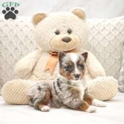 Bobby/Miniature Australian Shepherd									Puppy/Male	/6 Weeks,This sweet and adorable puppy is looking for a forever family! All vaccinations and dewormings are up to date and any necessary paperwork will be provided. Raised by a large and loving family, this pup is sure to be a wonderful new companion for you! To make the transition easier, a baggie of food will also be included. Please contact anytime!