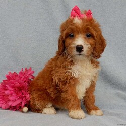 Brooke (F1b)/Mini Goldendoodle									Puppy/Female	/8 Weeks,Prepare to fall in love!!! My name is Brooke and I’m the sweetest little F1b mini goldendoodle looking for my furever home! One look into my warm, loving eyes and at my silky soft coat and I’ll be sure to have captured your heart already! I’m very happy, playful and very kid friendly and I would love to fill your home with all my puppy love!! I am full of personality, and I give amazing puppy kisses! I stand out way above the rest with my beautiful, fluffy red coat with lots of white markings!!… I will come to you vet checked and up to date on all vaccinations and dewormings . I come with a 1-year guarantee with the option of extending it to a 3-year guarantee and shipping is available! My mother is Laci, an F1 mini goldendoodle weighing 28# with a heart of gold and my father is Zeke, a 10# apricot and white happy and playful poodle with an awesome personality and he has been genetically tested clear! Both of my parents are very sweet and kid friendly which will make me the same and they are both on the premises and available to meet! I will grow to approx 18-20# and I will be hypoallergenic and nonshedding! !!… Why wait when you know I’m the one for you? Call or text Martha to make me the newest addition to your family and get ready to spend a lifetime of tail wagging fun with me! (7% sales tax on in home pickups)