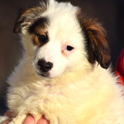 Adopt a dog:me/Collie/Male/Baby,LOOKING FOR THE ADOPTION APPLICATION FORM? 

Please visit our website at: www.LHAR.dog 

If application is approved, pup will be held for you to meet/adopt within a few days of approval (week of 11/19) 

Location: Jefferson MD 

Age approx. 8 weeks as of 11/16

Adoption donation for this pup is $200 plus a $100.00 spay/neuter deposit. Adopter will agree to take the pup to vet of their choice for spay/neuter procedure. Once complete we ask for the documentation to be sent back to LHAR and we will issue a $100.00 deposit refund check to adopter.

This includes: Age appropriate vaccines and dewormings, 

Size: Small to Medium when full grown

Breed: collie mix is best guess? 

Please note our requirements to adopt
 1. Fill out our online application at: Www.LHAR.dog
 2. We require all current pets in the household to be up to date on shots and be spayed/neutered. Veterinary references will be contacted. 
3. We require that someone be in the home/work from home half of the work day throughout the work week. It is not healthy for a puppy to be crated and left alone for 5 or more hours a day. Lunch breaks are not considered home half the work day and asking a neighbor to stop in is not considered home half the day

His Story: LHAR rescued this happy little pup with the help of an organization in rural WV. He is an active and energetic pup who loves to play with toys and wrestle with his foster sister. We have no confirmed history of mom or dad. We believe he is a collie mix?

Weight: approx. 6lbs as of 11/18

Photos were taken on 11/18

Questions? Please email: lharinfo@gmail.com 

Adoption donation fees: Please know that 100% of our fees go towards the rescue of puppies and dogs in need. Lonely Hearts Animal Rescue is a 501c3 non-profit organization. 

Thank you for considering a rescue pup!