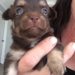 Chihuahua chocolate long hair very small babys /Chihuahua (Long Coat)/Male/Younger Than Six Months,Hi we have 2 very small chocolate babies left they are all boys very well socialised love cuddles very loving puppies can you Mum and Dad they are on royal cannon Chihuahua puppy biscuits they have been vet checked vaccinated ready to go come with puppy vouchers for their next vaccination 