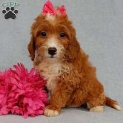 Brooke (F1b)/Mini Goldendoodle									Puppy/Female	/8 Weeks,Prepare to fall in love!!! My name is Brooke and I’m the sweetest little F1b mini goldendoodle looking for my furever home! One look into my warm, loving eyes and at my silky soft coat and I’ll be sure to have captured your heart already! I’m very happy, playful and very kid friendly and I would love to fill your home with all my puppy love!! I am full of personality, and I give amazing puppy kisses! I stand out way above the rest with my beautiful, fluffy red coat with lots of white markings!!… I will come to you vet checked and up to date on all vaccinations and dewormings . I come with a 1-year guarantee with the option of extending it to a 3-year guarantee and shipping is available! My mother is Laci, an F1 mini goldendoodle weighing 28# with a heart of gold and my father is Zeke, a 10# apricot and white happy and playful poodle with an awesome personality and he has been genetically tested clear! Both of my parents are very sweet and kid friendly which will make me the same and they are both on the premises and available to meet! I will grow to approx 18-20# and I will be hypoallergenic and nonshedding! !!… Why wait when you know I’m the one for you? Call or text Martha to make me the newest addition to your family and get ready to spend a lifetime of tail wagging fun with me! (7% sales tax on in home pickups)