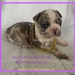 Super Cool/French Bulldog									Puppy/Male	/5 Weeks,Amazing Colors. Beautiful and Happy Healthy French Bulldog puppies looking for our New Families Soon. Come with First shots and deworming and Veterinarian Health Certificate and bag puppy food and Small Pet Bed. Call or Text Anytime Day Or Night.  Parents are AKC Registered and they are here For you too Vist with. Puppies are Ready For there New homes December 20. Christmas Babies. 