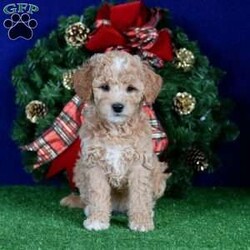 Lacey/Mini Goldendoodle									Puppy/Female	/7 Weeks,This sweet girl comes from a loving family home and is socialized with adults and children. She is up to date on her vaccinations and comes with both a 30 day health guarantee and a 2 year genetic health guarantee.  If you would like more information about this adorable girl, please call or email us today. Puppies can be held with a down payment. This litter won’t last for long!