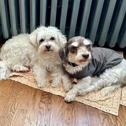 Adopt a dog:Maggie/Havanese/Female/Adult,Hi y'all, I'm Maggie! I am a five year-old Havanese who was released when the commercial breeder no longer had a need for me. I am so happy! I am done breeding puppies and I hope never to live with one again LOL.

I came to the rescue shaved down to my skin. Check out my first picture, yikes! But with proper care and nutrition, my coat has begun to come in and it is beautiful! How cool are my eyebrows! In case you don't know, Havanese have a double coat and require regular grooming about every six weeks. I am so excited to be with a family who will make sure I am treated like the queen that I am. Havanese are loyal companions, sometimes called Velcro dogs, and I am no exception. I like to be everywhere my foster mom is. Truly I just want to be near her and to be showered with her love.

Due to my life in a commercial mill, I am cautious when I first meet people and I startle at loud noises and quick movements. But I recover quickly. I am smart. I caught onto crate training pretty quickly. I currently sleep in my crate at night next to my foster mom's bed. Also, I've been doing really well with house training although regression is common in a new home.

I have several fur siblings, both younger and older, in my foster home. I prefer the company of an older gentleman although I like the older ladies too. I am not interested in living in a home with a puppy or a young dog that will jump in my face and be rude! Likewise, any children in my furever home should be 12+ and be dog savvy. My foster mom has a big yard and I like to run and explore. I don't have much experience yet being on a leash but I'm willing to try. I am a pretty chill lady who just wants to be near her person, run outside a bit and maybe play with a friend now and again. Do we sound like a match?? If so, apply here >>>> https://www.zoeshouserescue.com/adopt

Maggie is spayed, microchipped and UTD on vaccines and preventatives. She also had a dental cleaning when she was spayed and did have a few extractions. She has recovered well. 
 She is being fostered in Collegeville, Montgomery County, and all potential adopters should be prepared to travel to the foster's home with all resident pups for a meet and greet.