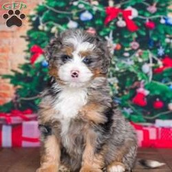 Poncho/Mini Bernedoodle									Puppy/Male	/9 Weeks,Mr Poncho is an energetic little guy , always on the run. He plays with our 3 year old daughter, daily. He is still looking for a loving home.