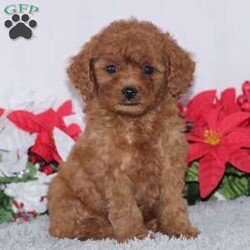 River/Miniature Poodle									Puppy/Female	/8 Weeks,To contact the breeder about this puppy, click on the “View Breeder Info” tab above.