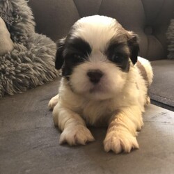 Shih tuz 3 girls and 5 boys for sale/Shih tzu/Mixed Litter/4 weeks,I am pleased to announce that my shih tuz lola has given birth to nine amazing babies four girls and five boys on 30/10/23 puppies will be ready to leave on 22/12/23 puppies can be seen with mum viewing welcome
I have available
3x brown and white girls 1x girl sold
1x black and white girl
4 x brown and white boys
1x black and white girl
all puppies leave
Wormed from 2 weeks old and every 2 weeks till they leave for there new homes
Flea on day of leaving
Puppy pack
Microchip
4 weeks free insurance
If you need anymore information please contact I am happy to answer any questions you have