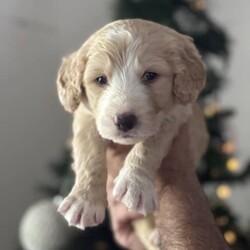 Labradoodle cross Border Collie puppies/Labrador Retriever/Male/Younger Than Six Months,Adorable Labradoodle Cross Border Collie Puppies Seeking Loving Families!