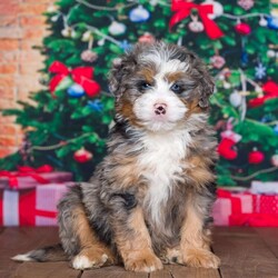 Poncho/Mini Bernedoodle									Puppy/Male	/9 Weeks