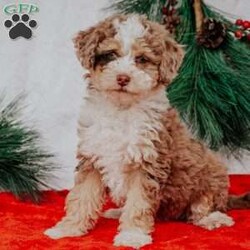 Maggie Micro Mini/Mini Bernedoodle									Puppy/Female	/10 Weeks,Do you love Bernese Mountain dogs but struggle with the heavy shedding then take a look at this puppy. With their poodle hair but Bernese happy personality they are sure to please.
