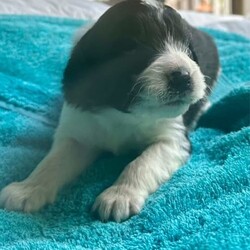Labradoodle cross Border Collie puppies/Labrador Retriever/Male/Younger Than Six Months,Adorable Labradoodle Cross Border Collie Puppies Seeking Loving Families!