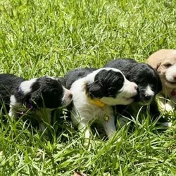 Labradoodle cross Border Collie puppies/Labrador Retriever/Male/Younger Than Six Months,Adorable Labradoodle Cross Border Collie Puppies Seeking Loving Families!