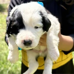 Labradoodle cross Border Collie puppies/Labrador Retriever/Male/Younger Than Six Months,Adorable Labradoodle Cross Border Collie Puppies Seeking Loving Families!