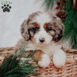 Orpha/Mini Bernedoodle									Puppy/Female	/10 Weeks,Do you love Bernese Mountain dogs but struggle with the heavy shedding then take a look at this puppy. With their poodle hair but Bernese happy personality they are sure to please.