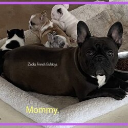 Super Cool/French Bulldog									Puppy/Male	/5 Weeks,Amazing Colors. Beautiful and Happy Healthy French Bulldog puppies looking for our New Families Soon. Come with First shots and deworming and Veterinarian Health Certificate and bag puppy food and Small Pet Bed. Call or Text Anytime Day Or Night.  Parents are AKC Registered and they are here For you too Vist with. Puppies are Ready For there New homes December 20. Christmas Babies. 