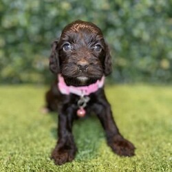 7 x Mini Spoodles (DNA Clear) Free Delivery Sydney//Both/Younger Than Six Months,7 x beautiful first generation Mini Spoodle puppies available to a loving home. Ready to go from the 19th December and we can deliver them to Sydney on this date.- 2 x Chocolate & White females ($2,200)- 1 x Chocolate Females ($2,200)- 1 x Cream & White Female ($1,800)- 2 x Chocolate Males ($2,200)- 1 x Chocolate & Male ($2,200)Puppies come :- With first round of vaccinations & microchipped- Vet check report- 6 weeks free pet insurance- Not desexed- Wormed every 2 weeksThe puppies have been raised indoors and outdoors, and around children and other puppies. These puppies will be low to non shedding. Similar to bordoodle, labradoodle, Aussiedoodle, groodle, cavoodle.The father is a DNA Clear 9kg Chocolate Cocker Spaniel, the mother is a 6kg Choc & White Parti Mini Poodle DNA Tested. We own both parents and I can send photos of parents on request.Once our puppies leave, we:- Would love to see updates!- Offer a rehoming policy- Offer a 18 month health guarantee- Have a Facebook page you can stay in touch or see other puppies we have bred- Offer support and are free to talk at any time throughout your puppies lifeWe are located in Nyngan NSW, can get to Dubbo at any stage. Road transport is usually organised from Dubbo. There will be free transport to Sydney, with a chosen meeting location and time. Happy to arrange other freight at buyers expense, flights from Sydney to another capital city are usually around $300Full members of AAPDB: 16947BIN: B000738270We have a website & Facebook page Country Canine Co. Please look on our Facebook group Country Canine Co. Families for photos of the previous litter as adults.