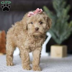 Snowy/Cockapoo									Puppy/Female	/8 Weeks,Introducing the sweetest Cockapoo, Snowy! She is the perfect size to join you on all your everyday activities.. big enough to keep up with a fast paced life, but small enough to be by your side no matter where you go! The Poodle in this puppy is known it’s intelligence and trainability while the Cocker Spaniel is popular for it’s calm and sweet temperament. This results in an even tempered, super smart little puppy!