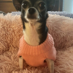 Adopt a dog:Chica/Chihuahua/Female/Adult,Apply to Adopt Me!

Chica is a 3-year-old female Chihuahua and weighs 4 1/2 pounds. She is a perfect little girl. She is so loving and affectionate, her favorite thing is cuddling with you under her blanket. Her foster mom takes her for daily rides in her stroller, and she wants to say hello to everyone. She puts her little paws up, wanting to be picked up. She will walk on a leash for a short distance, but her favorite thing is to ride in her stroller. She loves the sun and fresh air.
Chica is so friendly to everyone she sees and all the dogs she interacts with. She is not a barker and is house trained on potty pads. She loves playing with her fur siblings and soft toys. She's really good on car rides and sits quietly on her bed. She will be a wonderful companion to anyone who wants a a loving, happy loyal little girl. Chica will put a smile on your face every day. Due to her tiny size, we are requiring an all-adult home for her, as well as a fenced space where she can go outside to go potty. If you live in the Central Florida/Orlando area and think you have the perfect home for Chica, please complete her application and tell us more about you.