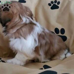 Lady/Shih Tzu									Puppy/Female	/9 Weeks,Lady is a very friendly  and socialized  puppy.  She loves playing with children. Please  watch my video below 