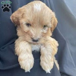 Missy/Mini Goldendoodle									Puppy/Female	/6 Weeks,Missy is a sweetheart girl extra small in potty training went through Early Nurological development exercises vet checked vaccinated 60 days health guarantee ready 