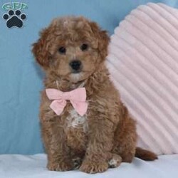 Trista/Mini Goldendoodle									Puppy/Female	/8 Weeks,To contact the breeder about this puppy, click on the “View Breeder Info” tab above.