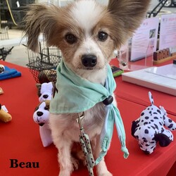 Adopt a dog:Beau/Papillon/Male/Senior,Beau is an adorable little senior papilion estimated at about 9 yrs of age. He weighs about 9 lbs. He is currently being fostered. His house training is going well. He's fairly calm and quiet. He's a sweet little lap dog with a very calm demeanor. He gets along with small dogs and cats, but is nervous around big dogs. This little guy is so adorable! If he sounds like he might fit into your life and home, message us here or call us at 352-528-9888 to set up an appointment to meet him.

***Please note - due to a mandate in our liability insurance, we are unable to adopt a dog or puppy into a home with a child under age 7***
