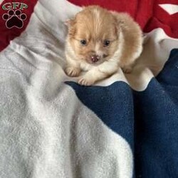 Carmella/Pomeranian									Puppy/Female	/8 Weeks,Carmella is a sweet little teacup Pomeranian. She weighs only a pound now is very small. She is utd with shots and dewormer. Her parents have very long hair and her hair will Continue to grow longer as she gets older 