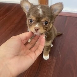 Male chihuahua puppy- applehead long coat./Chihuahua (Long Coat)/Male/Younger Than Six Months,Purebred tri chocolate coatLast of my litter available for his forever home this week.Microchipped, wormed and vaccinated.Raised with kids in loving home. Wonderful natured. Very handsome little guy.Parents are both applehead long coat chocolate tri. The have lilac gene and every litter I’ve always had a lilac puppy. So this little guy will carry it also.