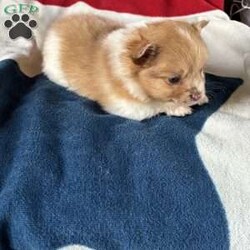 Carmella/Pomeranian									Puppy/Female	/8 Weeks,Carmella is a sweet little teacup Pomeranian. She weighs only a pound now is very small. She is utd with shots and dewormer. Her parents have very long hair and her hair will Continue to grow longer as she gets older 