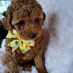 Adopt a dog:PEDIGREE TOY POODLE PUPPIES/Poodle (Toy)/Both/Younger Than Six Months,We have 4 adorable Purebred Pedigree Puppies: 1 male (SOLD) and 3 females, looking for their new homes. They are 6 weeks old and will be ready after 11/04/24.Both parents are Pedigree, ORIVET genetic tested and clear of all hereditary diseases. They have great temperaments, very active and healthy.Puppies will come vet checked, vaccinated, microchipped, wormed, with a copy of all required documentation, Limited Pedigree (Mains might be considered).$2000. NEGOTIABLE.Our puppies are raised in our home. They are well socialized and already show wonderful characters, very playful and affectionate. They started toilet training on puppy's pads and tray.Microchip No: 953010005798867; 956000014578727I am registered breeder MDBA 22084.If you are interested, please contact me via ******5740 for more information. REVEAL_DETAILS 