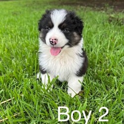 Purebred Australian Shepherd Puppies/Australian Shepherd Dog/Male/Younger Than Six Months,Purebred Australian Shepherd Puppies3 tri-coloured Boys availableGreat temperament puppies and good with kidsMum red Merle and dad black tri (pictured)Ready for their forever homes mid DecemberRepeat mating - third litter togetherLocated Highfields area 4352Welcome to view parents and litterAll puppies vet checked, vaccinated, microchipped and wormed.BIN# 0011377667251