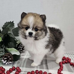 Lil Princess/Pomeranian									Puppy/Female	/6 Weeks,Hi there! Meet this adorable little fur ball.!! If you are looking to add an addition to your family look no further. She will bring you hours of entertainment and great joy and she comes just in time for Christmas.! Pomeranians are smart, friendly and eager to please.  Both parents are super sweet! If you would like to set up an appointment to meet or adopt this little girl, pleased text or call Barb, a non refundable deposit of a $150 will hold the puppy for you. Best time to get ahold of me is Monday through Saturday.