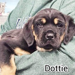 Adopt a dog:Dottie/Great Dane/Female/Baby,My name is Dottie and I am 9 weeks old and weigh 15 pounds. My mom is Addie and weighs 82 pounds. She was a wonderful mom and is in her furever home. You can see her picture with mine. I am a happy girl in a foster home with 6 dogs, 3 cats, and lots of kids and grandkids.  I am a socialized girl  that fits in wherever I go. I love to be held and cuddled. Please come and take me home to be your furever baby girl.