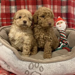 Mixed Litter Cockapoo Is Available For Adoption