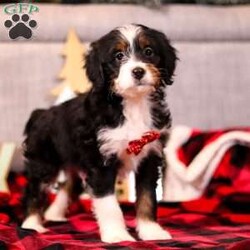 Bratwurst/Mini Bernedoodle									Puppy/Male	/10 Weeks,Our Genetically Clear Puppy Bratwurst from our Mini Bernedoodle Litter will be 20-30 lb with his wavy hair coat and tri color markings. He is very tall and not shy of new things.
