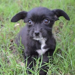 Adopt a dog:Pearl/Yorkshire Terrier/Female/Baby,Pearl, Peter and Parker are approximately 10-12 week old puppies that all came from a very rural part of Texas by the Mexico border.

We don't believe they're related but they definitely act like siblings!

Pearl is the smallest of the 3 and the only female. She is a wirehair/yorkie mix and only weighs about 5 lbs. We don't believe she will get over 12-15 lbs full grown. Pearl is very timid and needs a home that offers TLC. A more quiet home would be best for her. She doesn't mind cats or other dogs. Loud children are a bit scary so someone wanting a lap doggy would be great. 

Peter is the black chi mix male. He's only about 9 lbs and we don't believe he will get over 20-23 lbs full grown as he is staying quite small. Peter is friendly and a medium active level. He loves to run around the yard and play with other doggies and doesn't mind the outside cats. He would do well with well behaved children and a medium active household. 

Parker is as sweet, loving and goofy as they come. He's a heeler mix and weighs about 12 lbs. He is super friendly and would make a wonderful family dog. Parker loves everyone he meets and will greet you and any stranger with tail wags and kisses. 

These babies will make wonderful dogs for the perfect families. 

All adoption fees include current negative hw test if old enough, current age appropriate vaccines including rabies, parvo/distemper, lepto, bordatella, current heart worm and flea/tick preventions, lifetime registered microchip, 2 dewormers and transport costs from Texas to the East Coast. 

PLEASE READ THIS TO ADOPT: 

Www.ruraltank.org/adopt 

We process applications as first come, first serve so we suggest you fill out an application as soon as possible as we can receive quite a few per animal.

If you submit an inquiry that questions something answered in this bio, we will not respond due to high volume of inquiries. 

ALL OF OUR ANIMALS ARE LOCATED IN SOUTH TEXAS. They are posted in areas where we transport to ONCE ADOPTED. 

95% of our animals are pre adopted prior to transport, if you want to do a meet and greet with an animal in person we suggest going to a local shelter as we probably will not be able to offer that.

Once approved though us, we will put you in contact with the foster family that has your animal to learn more about them! 

We transport every few weeks, TBD. 

Application turn around is usually about 1-3 days max, if not sooner. After you submit an application and want to send additional information or pictures of current animals/past ones in a separate email, we love that and it always helps your chances :)