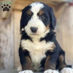 Lincoln/Bernedoodle									Puppy/Male	/5 Weeks,Meet Lincoln, he is a beautiful and healthy, F1 Bernedoodle Puppy, he will be up to date on his shots, he will be vet checked and he will come with a one year genetic health guarantee.