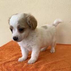 Cavoodle x Maltese Shitzu gorgeous litter puppies/Shih Tzu/Both/Younger Than Six Months,We have four gorgeous litter puppies males and female no desex and none shading hairs.Those are 8 weeks old(DOB 10/23).Waiting for kinds of new ownersDad Cavoodle he smart dogs and can learn obedience and training with an attentive family.Mum she is well socialised with dogs and people, so they make fantastic companions and treasured members of the new family .They are have been Vet checked,physical no issues. First vaccinated.Wormed every fortnight when they are 2weeks old.And fleas washed too.Puppies raised in a loving family environment by responsible ‚registered breeders with : Responsible Pet Breeders Australia Associations.Price Boy $1900.Girl $2100All Shots and documents provided from vet.You're welcome to view the parents and puppy so message or phone me ******6292 than we can arrange suitable time for you. REVEAL_DETAILS 