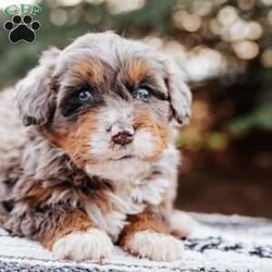 Molly/Mini Bernedoodle									Puppy/Female	/7 Weeks,Molly is an adorable puppy that will instantly steal your heart. She was family raised and is up to date on shots and wormer.Molly will make a great companion and/or Christmas gift! Call now and make this adorable little puppy yours today!