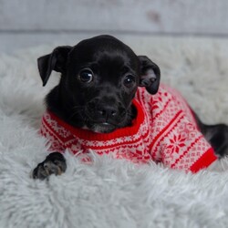 Adopt a dog:Raspberry/Chihuahua/Female/Baby,Hi there, my name is Raspberry! I'm a delightful black female Chihuahua mix puppy eagerly searching for my forever home. I'm a pint-sized bundle of joy with a heart as big as my adorable ears. I'm a spunky and curious little pup who loves to explore the world around me. Whether it's chasing after toys, playing tag, or cuddling up for a nap with my sisters. I'm always ready for some fun and affection. I have a sleek, shiny black coat that glistens in the sunlight. With my soulful eyes and dainty features, I'm sure to melt your heart the moment we meet. I'm looking for a loving home where I can be showered with affection and attention. A family that understands the commitment of raising a puppy and is ready to provide me with a lifetime of love and care would be the perfect match. While I may be small, my heart is enormous, and I can't wait to become an integral part of your family. I love kids and other dogs too! If you're ready to add a dash of sweetness to your life, please consider making me a part of your family. I promise to fill your days with laughter, love, and endless tail wags. Raspberry was born in September 2023, currently 4lbs, and located in a foster home in Texas.

OUR DOGS ARE FOSTERED IN TEXAS AND COLORADO BUT AVAILABLE FOR ADOPTION AND TRANSPORT OUT OF STATE. Read below for more information.

All of our dogs are located in a foster home in Texas or Colorado. Our dogs are transported to a predetermined location agreed upon by the rescue. The adoption contract and fee are finalized prior to transport. As a Mutts N Such direct adoption, the adoption interview/meet and greet occurs on video call (Skype, FB Messenger call, Facetime, etc).

Our out of state adoption fee is $350 plus transport (varies by location). This fee includes all current vaccinations, deworming, a registered microchip, fecal analysis, spay/neuter for pets 6 months & older, and a heartworm test if over 6 months old. All dogs will be current on flea/heartworm prevention. A health exam will be completed and a certificate issued by a veterinarian within 10 days of departure.

If you are interested in adopting, please complete our application:

https://petstablished.com/adoption_form/57167/generic

Note: MNS reserves the right to deny any application that is deemed unsuitable for the animal. Please be aware that our animal adoptions are NOT on a first come- first serve basis. Our sole purpose is to find the best possible home for the animals that fall under our care.