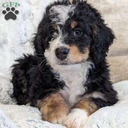 Abbie/Bernedoodle									Puppy/Female	/8 Weeks,Hello everyone! Meet our sweet little girl, Abbie. She is a beautiful bernadoodle with a beautiful coat of soft, wavy hair! She is a very happy and healthy little girl! She has a very sweet temperament and does very well with kids!♥️ she is available to go home on December 15th just in time to spend Christmas with you!!♥️