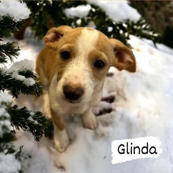 Adopt a dog:Glinda/Wirehaired Dachshund/Female/Baby,12/7/23: It seems to be raining cats and dogs right now, but that's ok because our fosters have lots of goodies for when they are stressed. If you've been looking for some extra sweetness too, just check out some of our Wizard of Oz pups looking for foster to adopt homes. We have one little 8 month female Dorothy, as well as a few 10 week old's like Emerald, Oz and Poppy. These sweet Dachshund mix pups will surly steal your heart if given the chance and all are available for foster to adopt homes.
Our Oz pups came to us from a home with too many dogs to care for so thankfully they wanted to get them in to loving homes. They are likely wirehaired dachshund mixes and will be 15-20# full grown. They have had their first vet visit and vaccines as well as flea and tick and intestinal parasite preventative treatment.  They will need follow-up care at our vet before they can be officially adopted, but they are looking for foster to adopt homes at this time. They are very sweet and outgoing pups with a lot of love to give. We are sure if you meet them they will steal your heart too.
Due to their current age, size and energy levels,  foster to adopt requirements are:
Living within 80 miles of Adams, NY so follow up veterinary visits can  made until they are spay/neutered and ready to be adopted.
Having previous/current pets in annually at a local veterinary office and up to date on vaccines as well as spay/neutered.
Since they are puppies, they should be ok with both cats and dogs in the home.
Due to their current size and disposition,  we are looking for homes with children over 5 years old.
Willing to have current dogs/family members come to a meet and greet to meet the pet and be sure an acceptable match.
Having time available to care for, socialize and start training of a new pet.
Preference will be given to homes with previous dog experience and a fenced yard.
An adoption donation of  $475 is being asked when their adoption is finalized in 4-6 weeks after they are spay/neutered to cover a portion of her veterinary and care fees.
Please help us to continue helping those that knock on our doors!
https://form.jotform.com/Meowchatz/pet-adoption-application-form

Please copy and paste a completed adoption application from our homepage with your inquiry if you would like a response back. We get multiple inquires each day with only an hour  of 