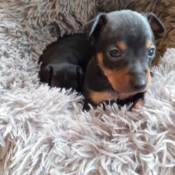 Miniature pinscher puppies available/Miniature pinscher/Mixed Litter/9 weeks,We have stunning top quality puppies available for reservation. We have Black and Tan girls and boys available for pet homes.
They are bred from some of the top winning show lines available in the UK combined with a French champion import bloodline.
We have been involved in the miniature pinscher breed for over 30 years and reintroduced the blue colour and introduced the fawn colour into the UK. Also bred the first Fawn/tans in the UK. When breeding for colour we never breed a dilution to a dilution as this will cause problems with coat/skin and possibly create a lifetime of vet bills.
They are bred for correct size and conformation with wonderful temperament and combine a mix of English, American and French imported bloodlines.
This is a breed that normally should age well into double figures and we are lucky to have a particular long lived line 16/17 years is fairly normal for our dogs.
The puppies will leave us having been fully wormed and socialised around both small and large dogs, cats, children and babies, well handled and started basic training. Our puppies are normally well on the way to being housetrained when they leave us.
The puppies will leave us with
5 generation pedigree certificate
Worming certificate
Microchipped
Diet sheet
Plus loads of information leaflets
Puppy food
Bed
Blankets
Toys
Treats
Bowl
Etc etc
The puppies are £700.
A non refundable deposit of £200 will secure the puppy of choice.
They are eight weeks old on the 15th December which is the earliest date we will allow them to leave us.